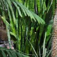 گل های زیبا و بزرگ و مناسب|گل و گیاه طبیعی|رودهن, |دیوار