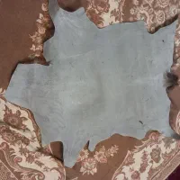 پوست بز|حیوانات مزرعه|اصفهان, شاهد|دیوار