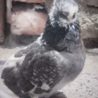 کبوتر نوک ریزوقنار