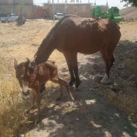 مادیون یورقه خود راه|اسب و تجهیزات اسب‌سواری|زبرخان, |دیوار