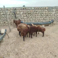 بره