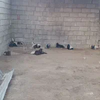 نگهداری از بز