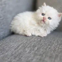 گربه پرشین سفید کاراملی گارفیلدی|گربه|تهران, امجدیه (خاقانی)|دیوار