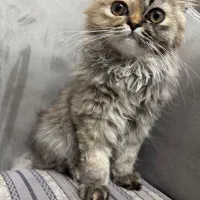 واگذاری گربه پرشین|گربه|مهاباد (آذربایجان غربی), |دیوار