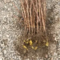 فروش نهال زرشک|خدمات باغبانی و درختکاری|مشهد, فرودگاه|دیوار