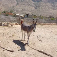 فروش الاغ|حیوانات مزرعه|طسوج, |دیوار