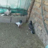 جفت جوجه گرگی|پرنده|ایرانشهر, |دیوار