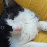 واگذاری گربه رایگان