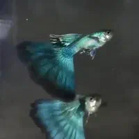 انواع ماهی آکواریومی گوپی وارداتی کمیاب|ماهی|شیراز, جانبازان|دیوار