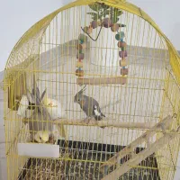 سه تا عروس هلندی سالم