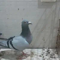 کبوتر پلاکی