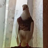 کبوتر
