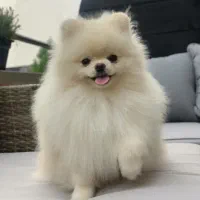 poomrani with