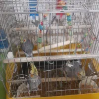 عروس هلندی ۴ عدد فروش|پرنده|الوند, |دیوار