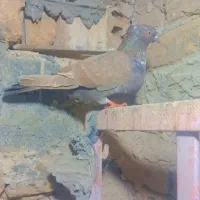 کفتر کبوتر تهرانی