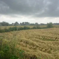زمین ۵هزار متر شالیزاری در روستای سسمس