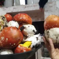 قارچ جنگلی|خوردنی و آشامیدنی|رشت, پل تالشان|دیوار