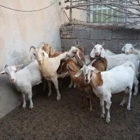 بز گیسه شیرا
