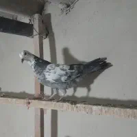 کبوتر زیبا وپرشی
