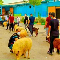 دولَتی-تعا ونی / گوسفند نرینه قلم آبی / زنده