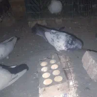 ۳۵۰|پرنده|بزینه رود, |دیوار