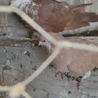 خوشرنگ دمبی سرخ و زرد|پرنده|لنجان, |دیوار