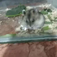 همستر با حال و چند عدد خرگوش