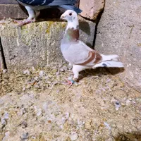 6تا کفتر خوب فروشی|پرنده|مشهد, هفده شهریور|دیوار