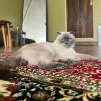 گربه اسکاتیش|گربه|همدان, |دیوار