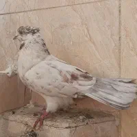 کفتر کبوتر پرنده