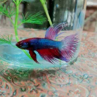 فایتر|ماهی|اردکان, |دیوار