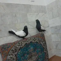 کبوتر