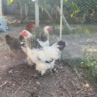 مرغ برهما لایت