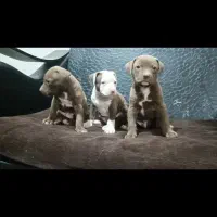 توله پیت بول اصیل|سگ|تهران, خانیآباد|دیوار