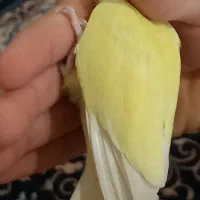 یک عدد طوطی برزیلی