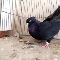 نر سوسنی و ماده سیاه|پرنده|بندر ماهشهر, |دیوار