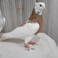 طوقی ، ابلق ، ساده امری ، کله سرخ