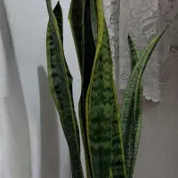 گل سانسوریا