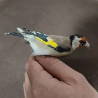 3عدد سهره ماده