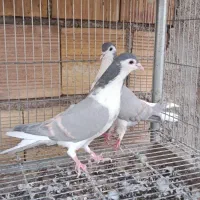 کبوتر پلاس ساده  تسمه زرد سرخ