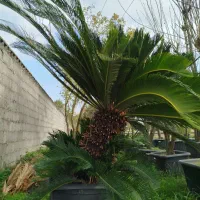 گل سیکاس ریشه کاملا پرس|گل و گیاه طبیعی|خمام, |دیوار