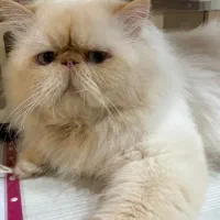 گربه پرشین|گربه|رشت, کوی عرفان|دیوار