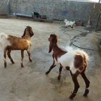 بزغاله پاکستانی اصلا جنس|حیوانات مزرعه|بیرانوند, |دیوار