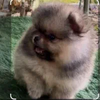 پامرانین ۴ماهه نژاد اصیل