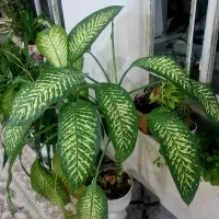 گل فروشی بزرگ