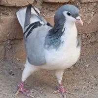 سده امری ماده