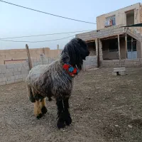 قوچ بختیاری اصل رگ دار