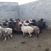 میش زایده،بره بزرگ،شیشک،بز