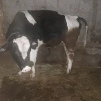 گوساله نر|حیوانات مزرعه|ترکمانچای, |دیوار