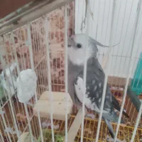 عروس هلندی